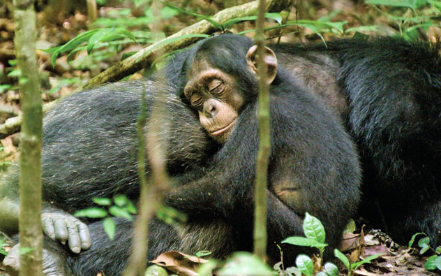 chimpanzee